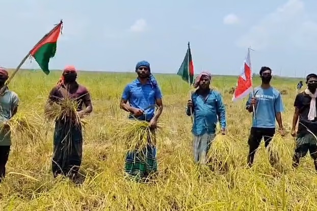 কৃষকের ধান কেটে দিলেন কার্যক্রম নিষিদ্ধ ছাত্রলীগের নেতা-কর্মীরা