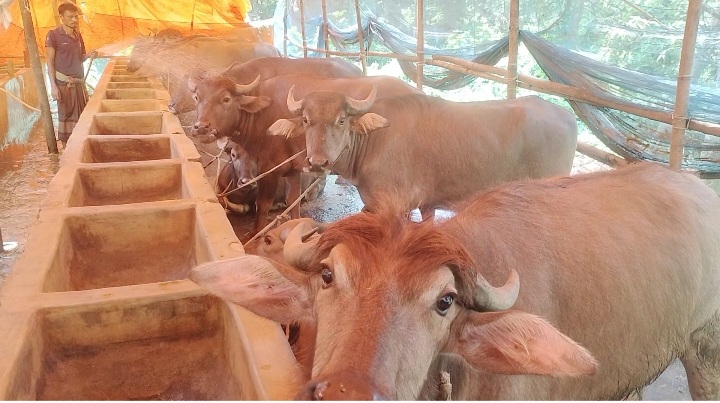 কোরবানীর ঈদ সামনে রেখে  ব্যস্ত সময় পার করছেন খামারিরা