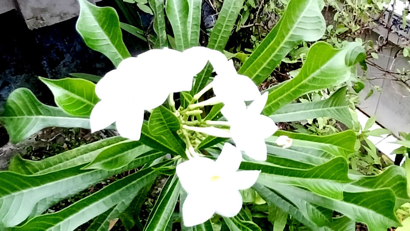 বর্ষার সবুজে সাদা সৌন্দর্যের মুগ্ধতা ছড়াচ্ছে কাঠ মালতী