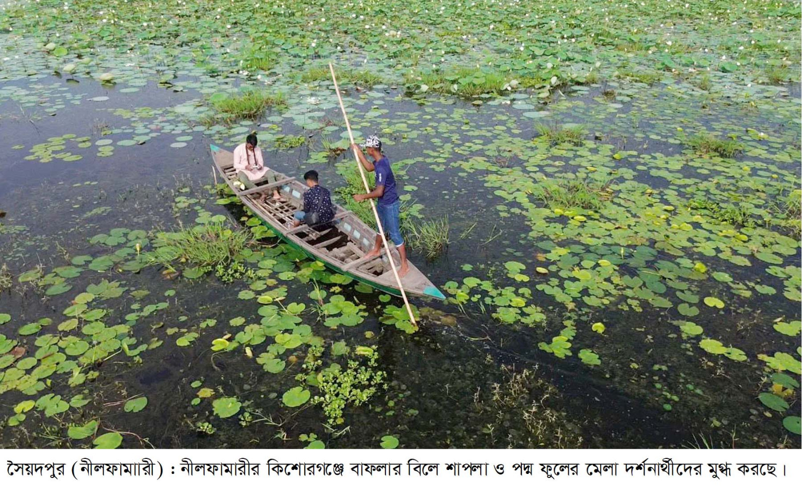 কিশোরগঞ্জের বাফলার বিলে শাপলা-পদ্মের মেলা, মুগ্ধ দর্শনার্থীরা