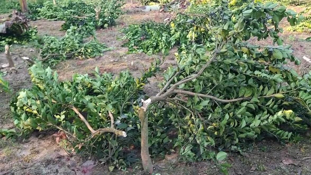 জীবননগরে রাতের আঁধারে ৯৫টি মাল্টা ও কলাগাছ কর্তনের অভিযোগ