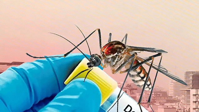 ডেঙ্গুতে আরও ৬ জনের মৃত্যু, হাসপাতালে ভর্তি ২ হাজার ৮৮